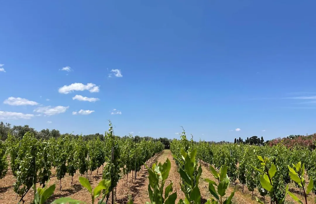 Agriturismo Terra Rossa-1