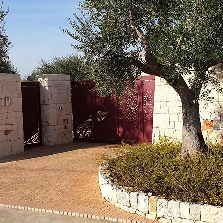 Tra gli ulivi-2