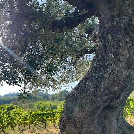 Azienda Agricola Fabbrica Di San Martino-3