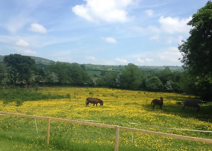 Carrigeen Glamping