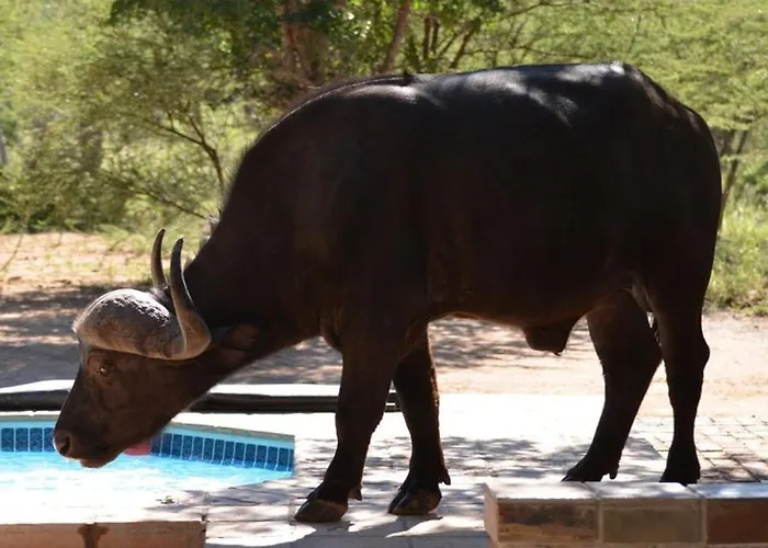 Twiga Lodge Mabalingwe