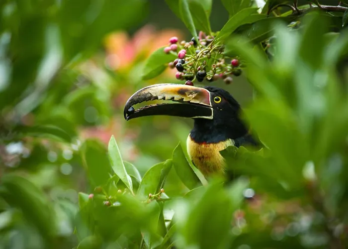 Cecropia Ecolodge
