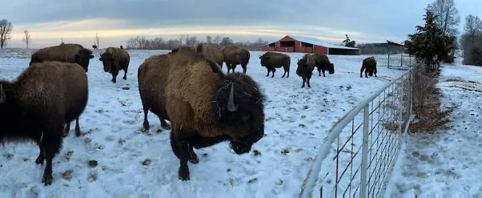 Cabin With A Tree House On A Buffalo Farm .