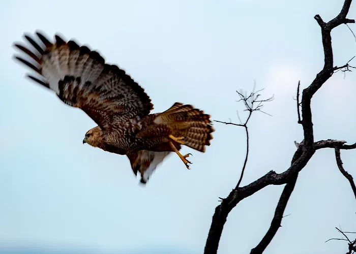 Nungubane Game Lodge
