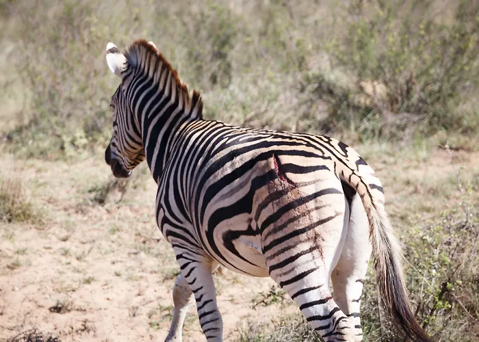 Bukela Game Lodge - Amakhala Game Reserve