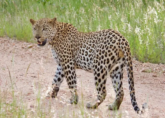 Lamai Safari Lodge