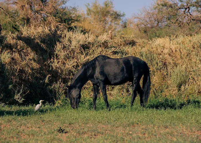 Lodge Atacama Horse