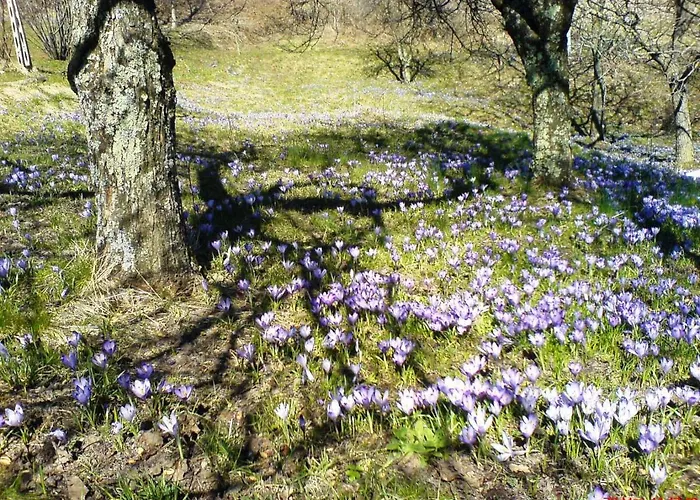 Ciclaminis