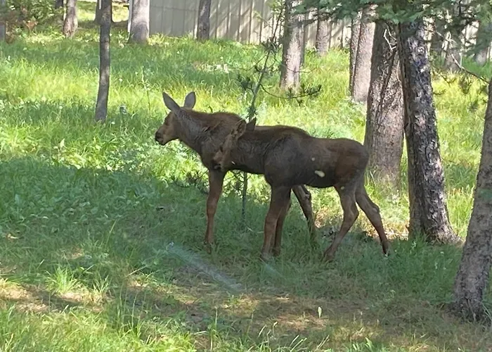 Grandma'S Home In The Woods. Yellowstone