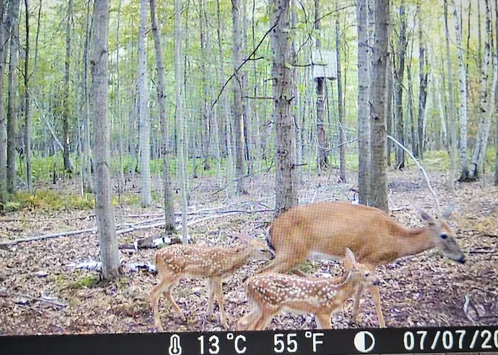 75 Acre Home With Trails & Outdoor Fun Tons Of Wildlife