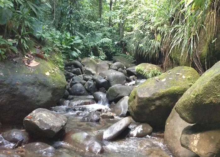 Roots Jungle Retreat