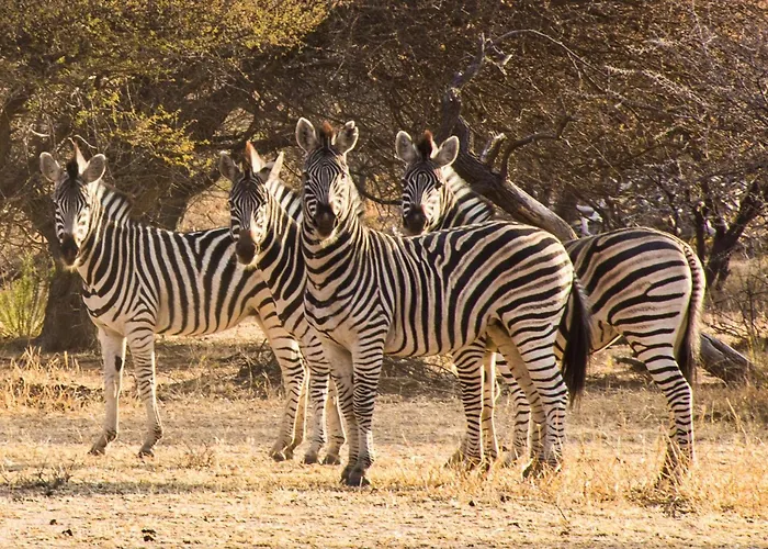 Ditholo Game Lodge, Bela Bela