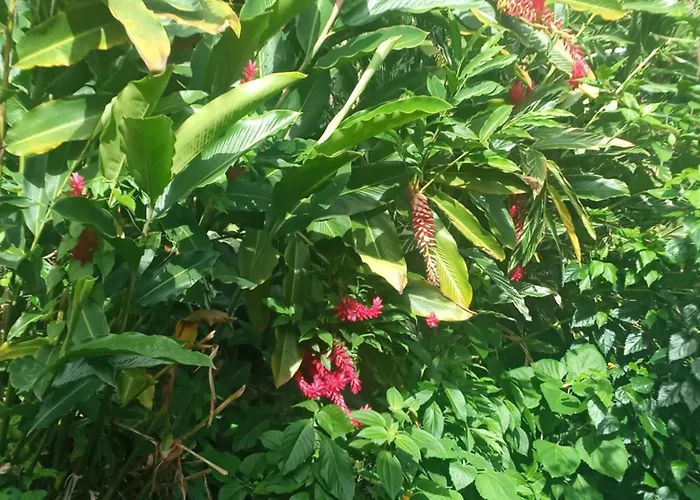 Berkey'S Jungle Paradise Resort
