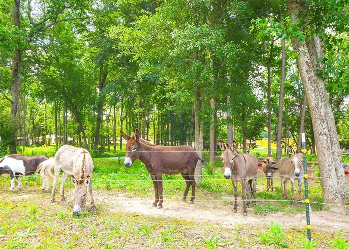 Lakeside Farm Sanctuary! 30-Acre Benson Retreat