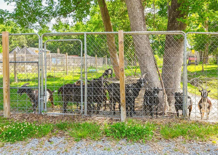 Lakeside Farm Sanctuary! 30-Acre Benson Retreat