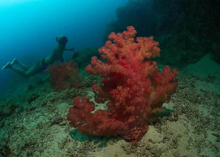 Bougainvilla Savusavu