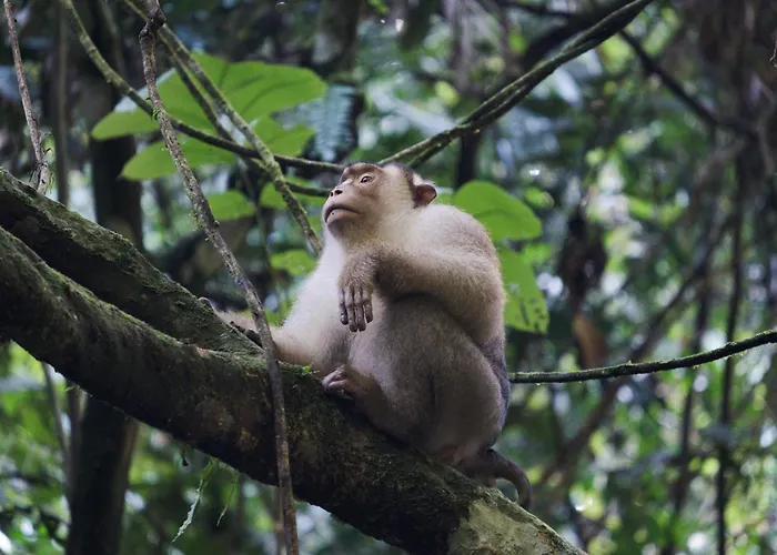 Rinte Green Village & Bukit Lawang Jungle Trekking