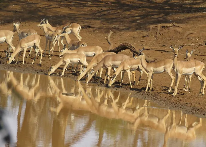 Sable Creek Safari Lodge