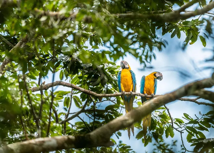 Caiman Lodge - Cuyabeno Nature Amazon Tour