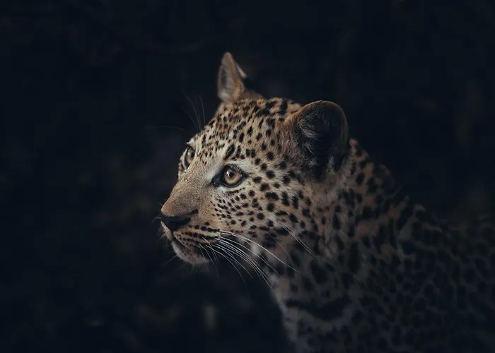 Okonjima Luxury Bush Camp