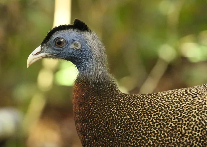 Magpie Homestay & Jungle Trekking Especially For Guest Trekking With Us