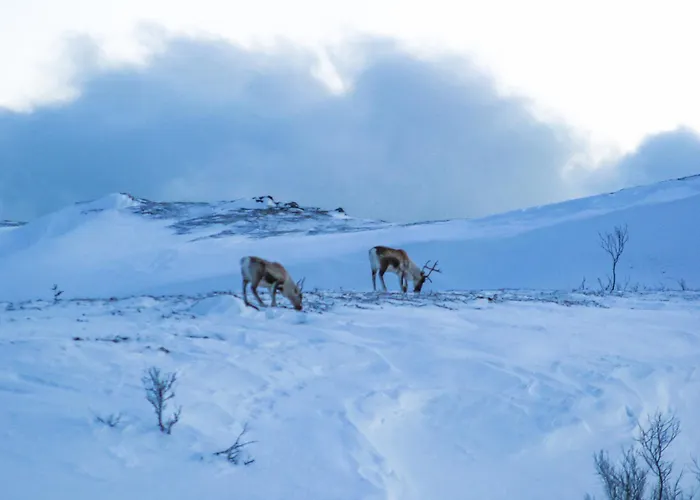 Lyngen Vista - Arctic Boutique Lodge