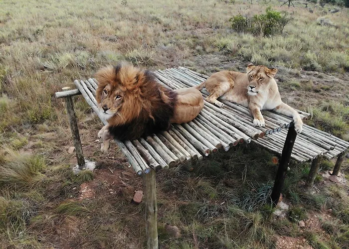 Schrikkloof Private Nature Reserve, Home Of The Lions Foundation