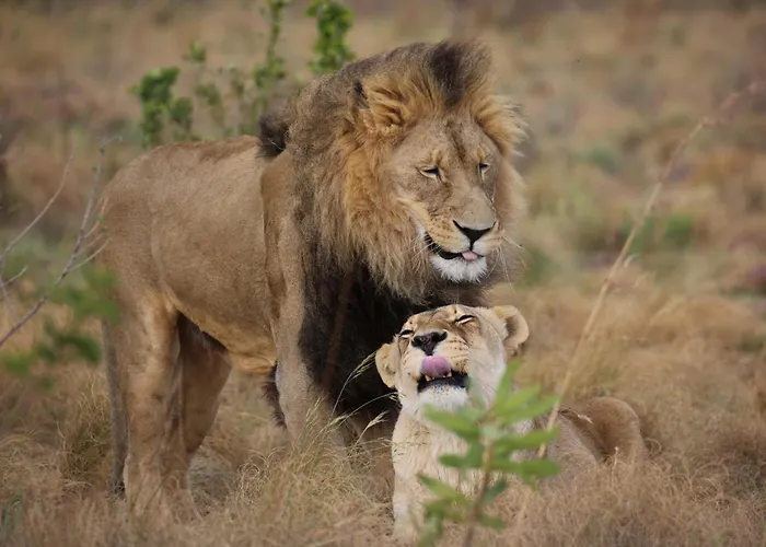 Schrikkloof Private Nature Reserve, Home Of The Lions Foundation