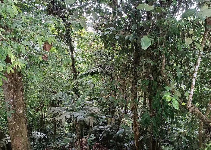Quinta Turu