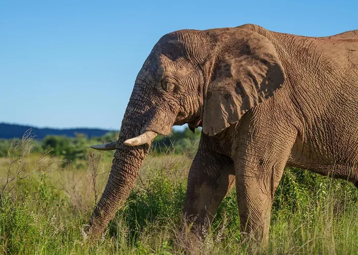 Sediba Luxury Safari Lodge
