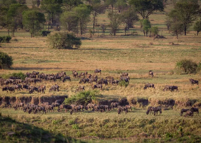 Gnu Mara River Camp