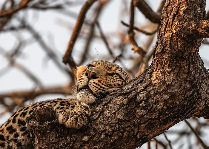 Cheetah Plains Private Game Reserve