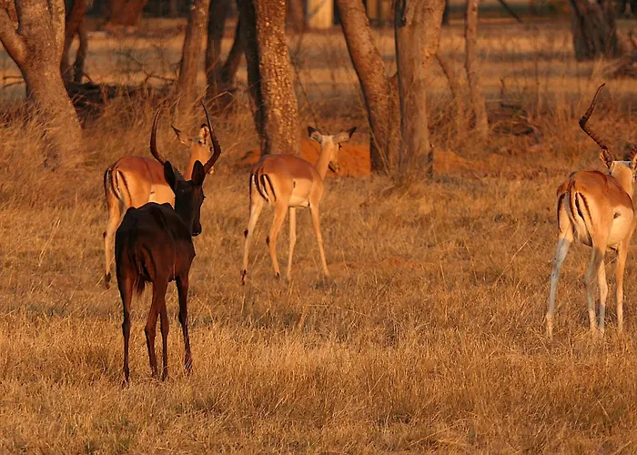 Kigeni Safari Lodge & Spa