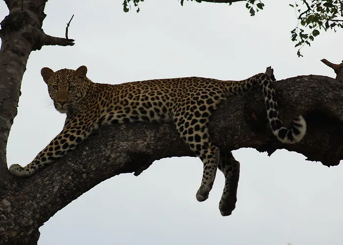 Shumbalala Game Lodge