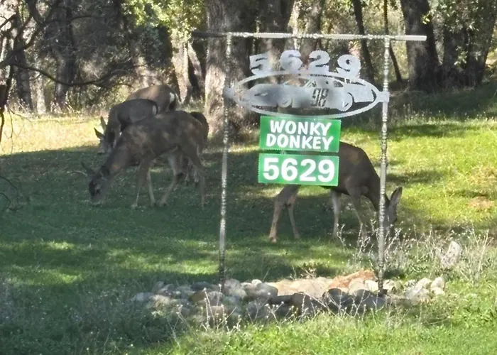 Wonky Donkey Den 30 Mi To Yosemite Arch Entrance