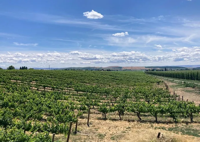 Vineyard And Winery Guest House