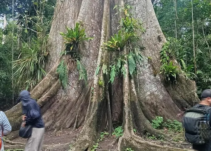 Amazon Macambo Lodge