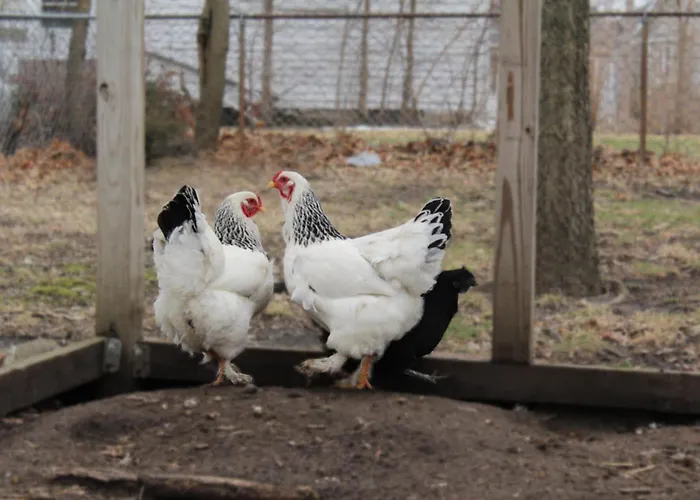 Ottawa Family Nest