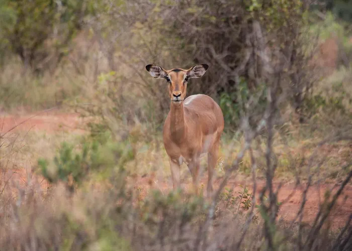 Minara Private Boutique Game Lodge