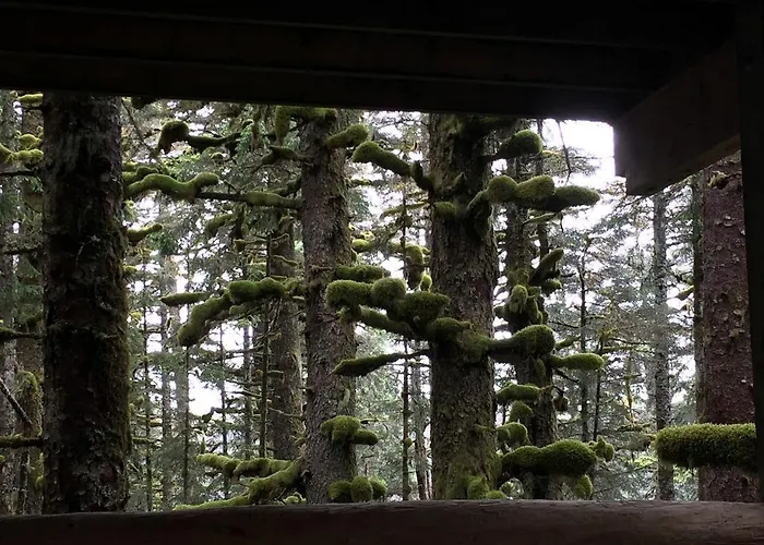 Cute Cabin Nestled In The Trees With Magical Forest Views For A Romantic Escape In Nature Whale Island, Alaska