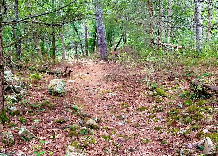Cabin On Mountain Stream, Surrounded By Forest
