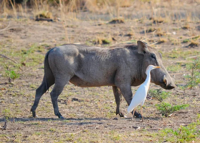 Zikomo Safari Camp