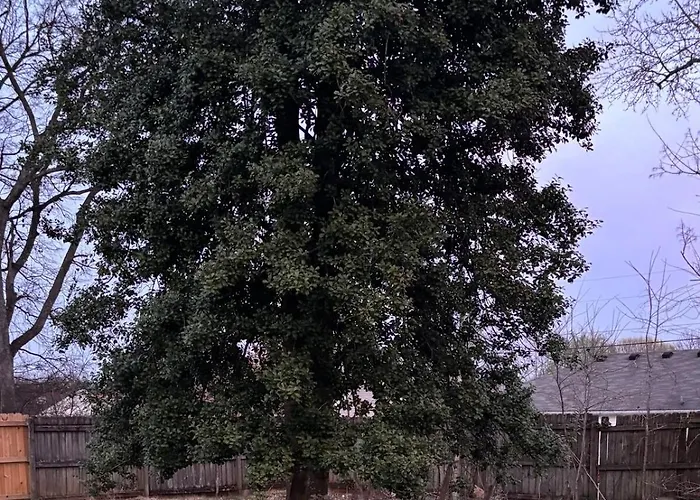 Olly Functional, Fenced Yard Near Mtsu, Shop & Food