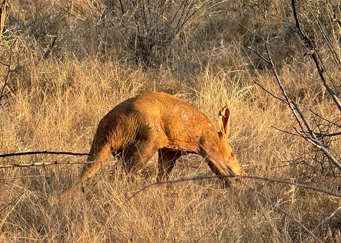 Big Cats Namibia Farmstays