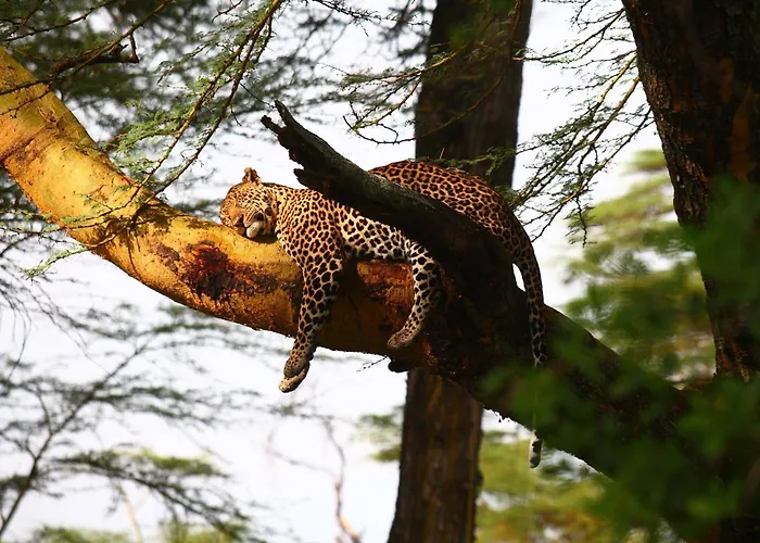 Sarova Lion Hill Game Lodge