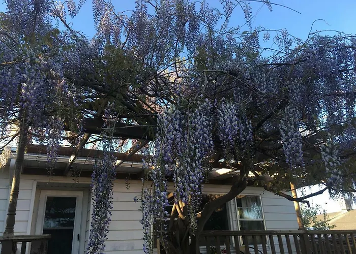 Wisteria Vine Cottage