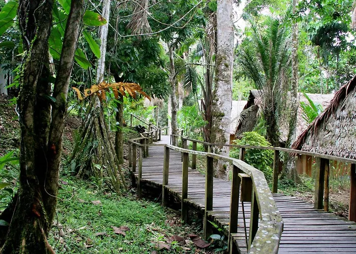 Ceiba Tops